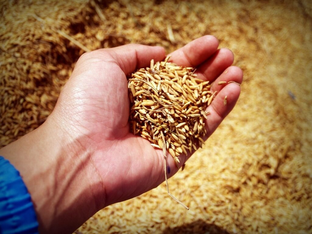 rice, hand, harvest, grain, thailand, move, agriculture, yellow, field, arm, crop, farm, seeding, lao, asia, agricultural, holding, close up, seed, puring, jasmine rice, nature, farmer, yellow background, palm, dry, brown farm, brown rice, brown field, brown farmer, rice, rice, rice, rice, rice, farmer, brown rice, brown rice